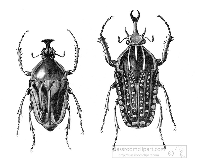 goliathus-beetle-illustration-441a.jpg