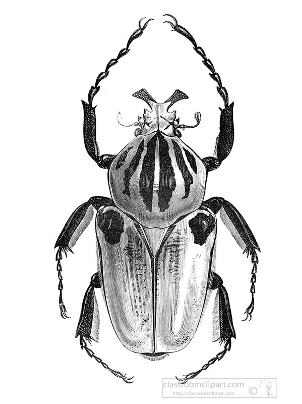 goliathus-beetle-illustration-442-1.jpg