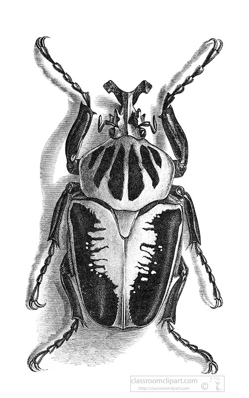 goliathus-beetle-illustration-444-1.jpg