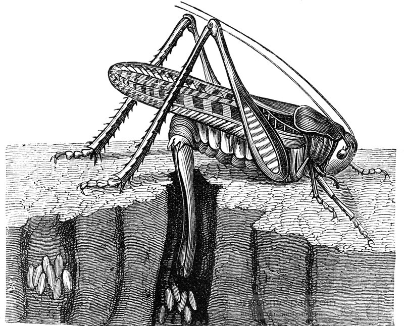 grasshopper-illustration-299a.jpg