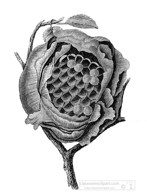hornets-nest-illustration-375a.jpg