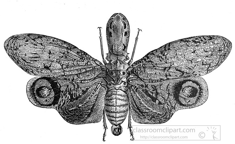 lantern-fly-illustration-110a.jpg
