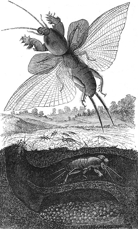 mole-crickets-illustration-297a.jpg