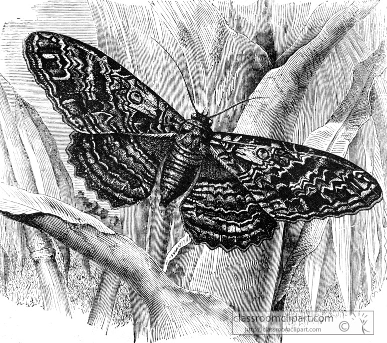 moth-illustration-inwo-264b.jpg