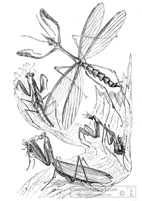 praying-mantis-illustration-inwo-291a.jpg