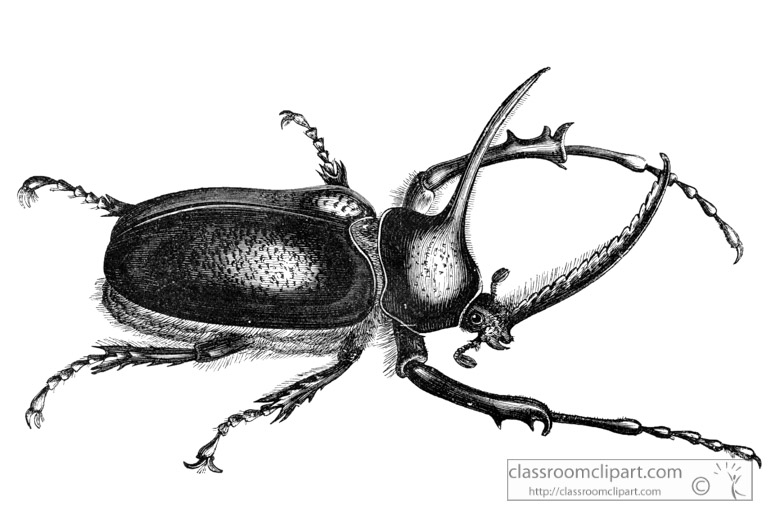 scarabaeus-beetle-illustration-inwo-459a.jpg