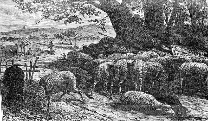 sheeps-attacked-by-flies-illustration-67a.jpg