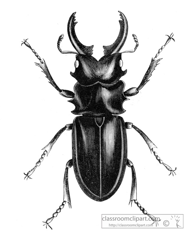 stag-beetle-illustration-inwo-466a.jpg
