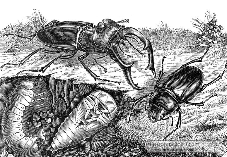 stag-beetle-with-larvae-illustration-inwo-465a.jpg