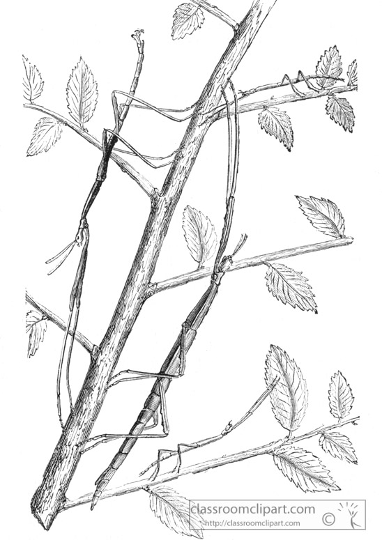 stick-insect-illustration-inwo-292a.jpg