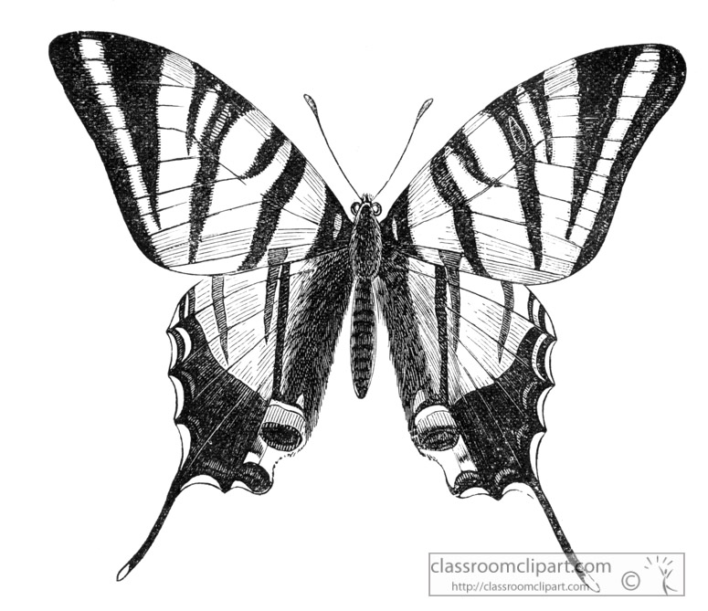 swallow-tail-butterfly-illustration-inwo-174a.jpg