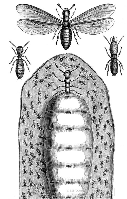 termite-illustration-407a.jpg