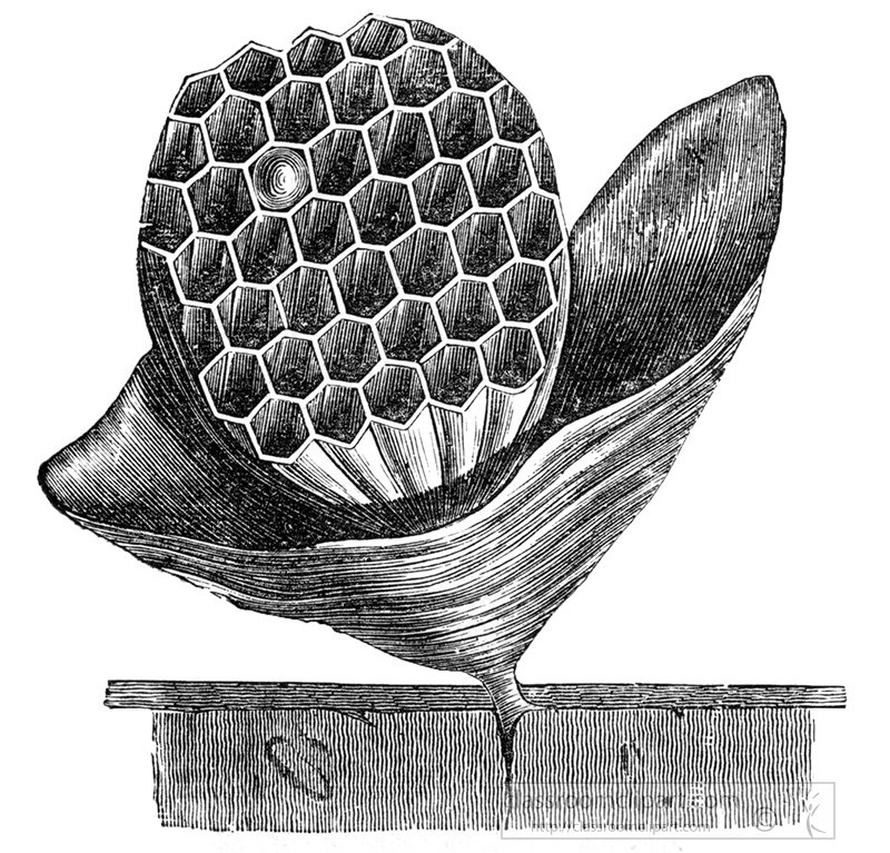 wasp-nest-illustration-376a.jpg