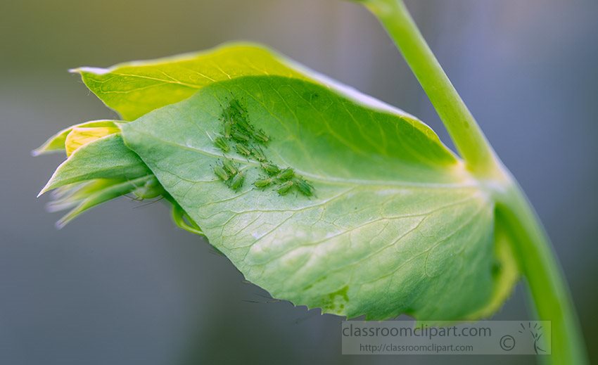 aphids-on-a-pea-leaf-in-a-garden_8503870.jpg