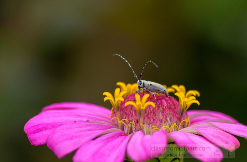 close-up-photo-of-a-dectes-stem-borer-insect-on-zinnia-flower-7676.jpg