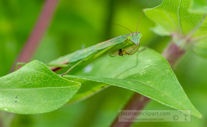 praying-mantis-looking-out-from-plant.jpg