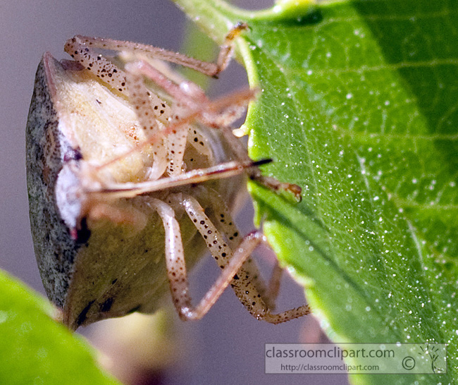 stink-bug-picture-410-25A.jpg
