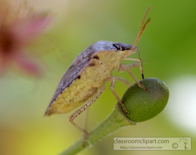 stink-bug-picture-410-28.jpg