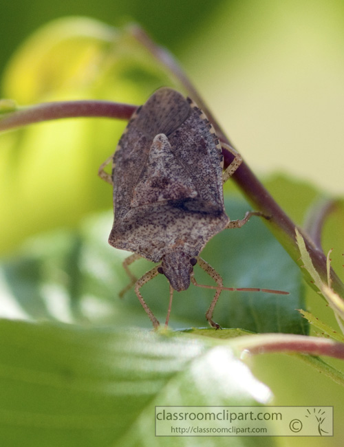 stink-bug-picture-410-29.jpg