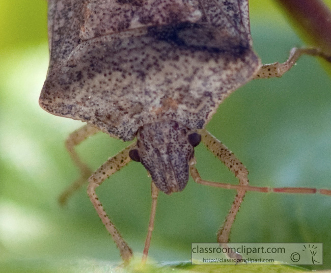 stink-bug-picture-410-30.jpg