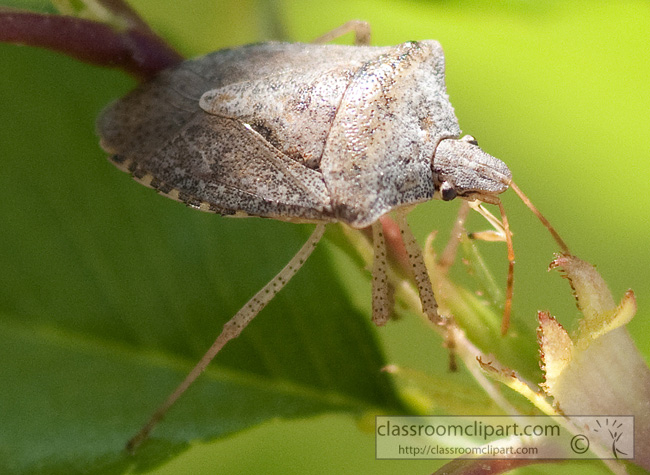 stink-bug-picture-410-32A.jpg