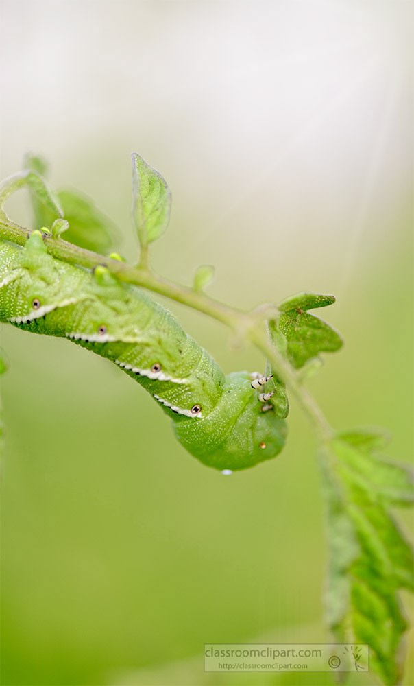 upside-down-green-horn-worm-earting-tomato-leaf.jpg