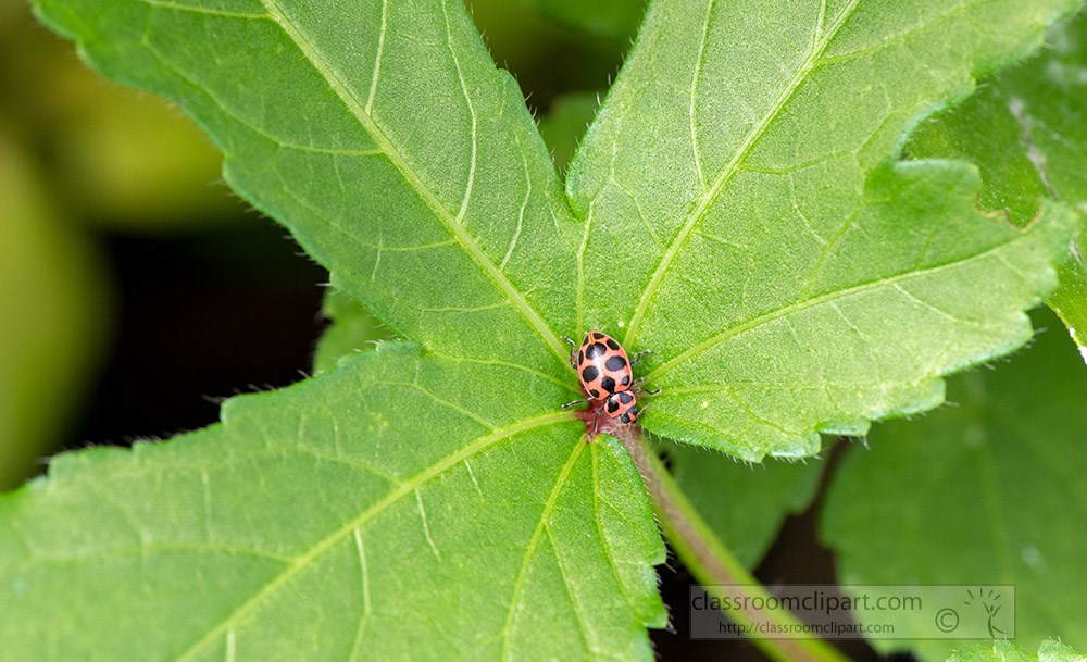 bug-on-large-vegetable-leaf.jpg