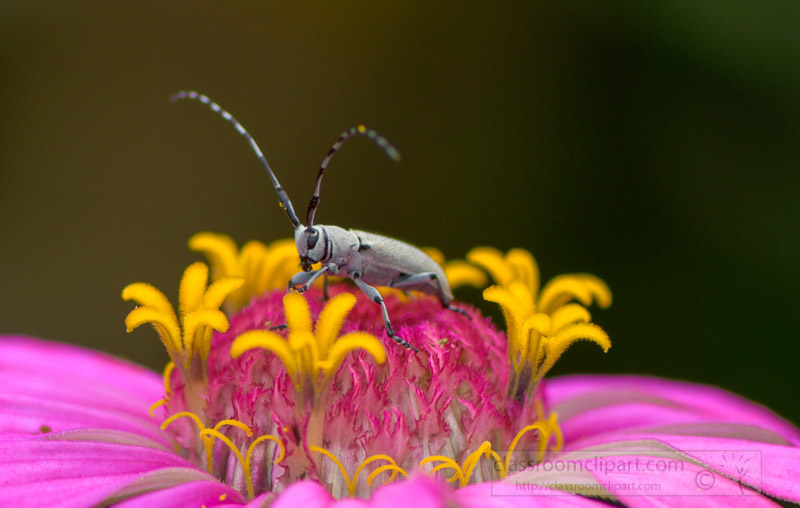close-up-photo-of-a-dectes-stem-borer-insect-on-zinnia-flower-76762.jpg