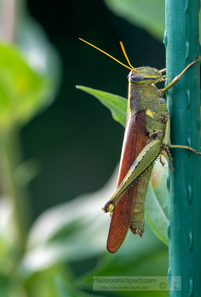 closeup-macro-of-grasshopper-in-a-home-garden.jpg