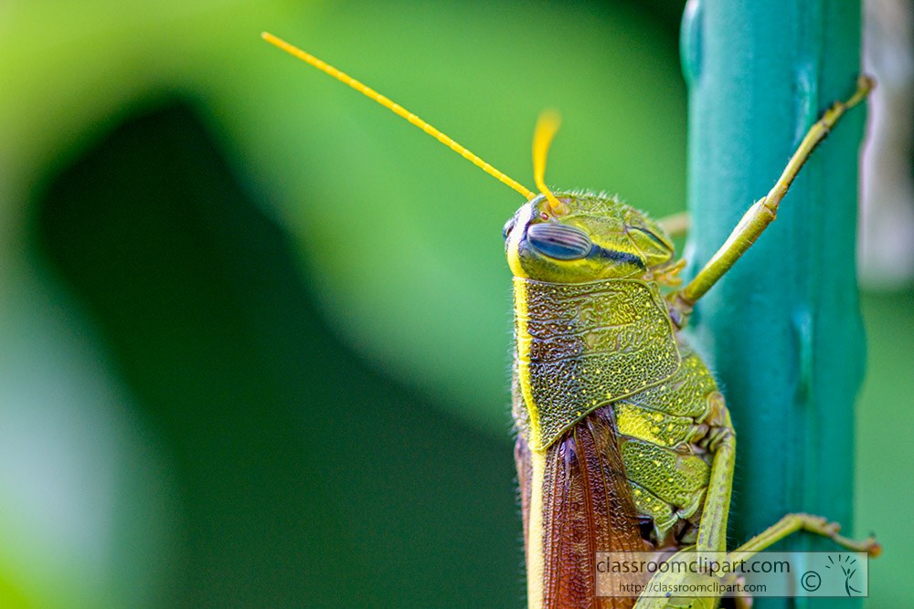 closeup-macro-view-of-grasshopper-with-antenae-and-eyes.jpg