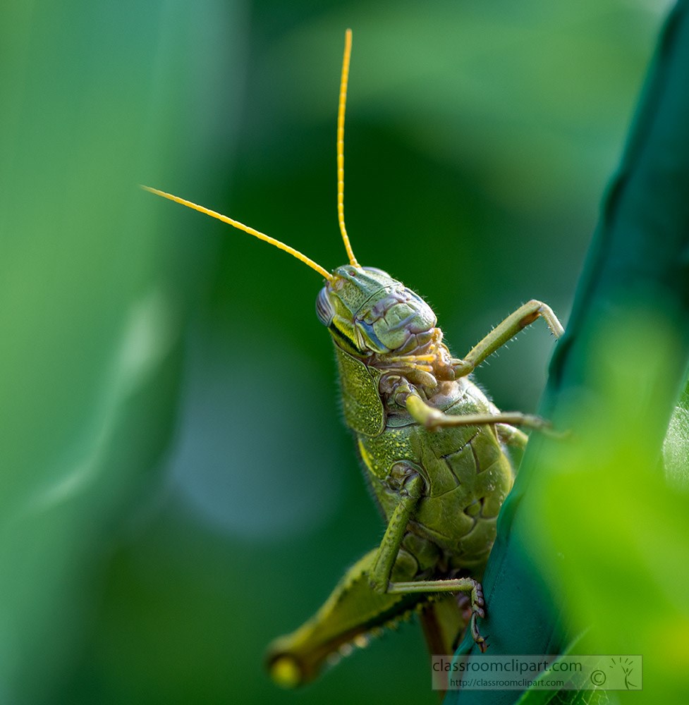 closeup-of-garden-grasshopper-in-flower-garden.jpg