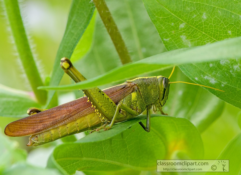 closeup-of-grasshopper-in-a-garden.jpg
