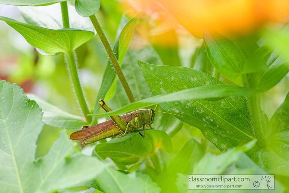 grasshopper-hides-under-the-leaves-of-flowers.jpg