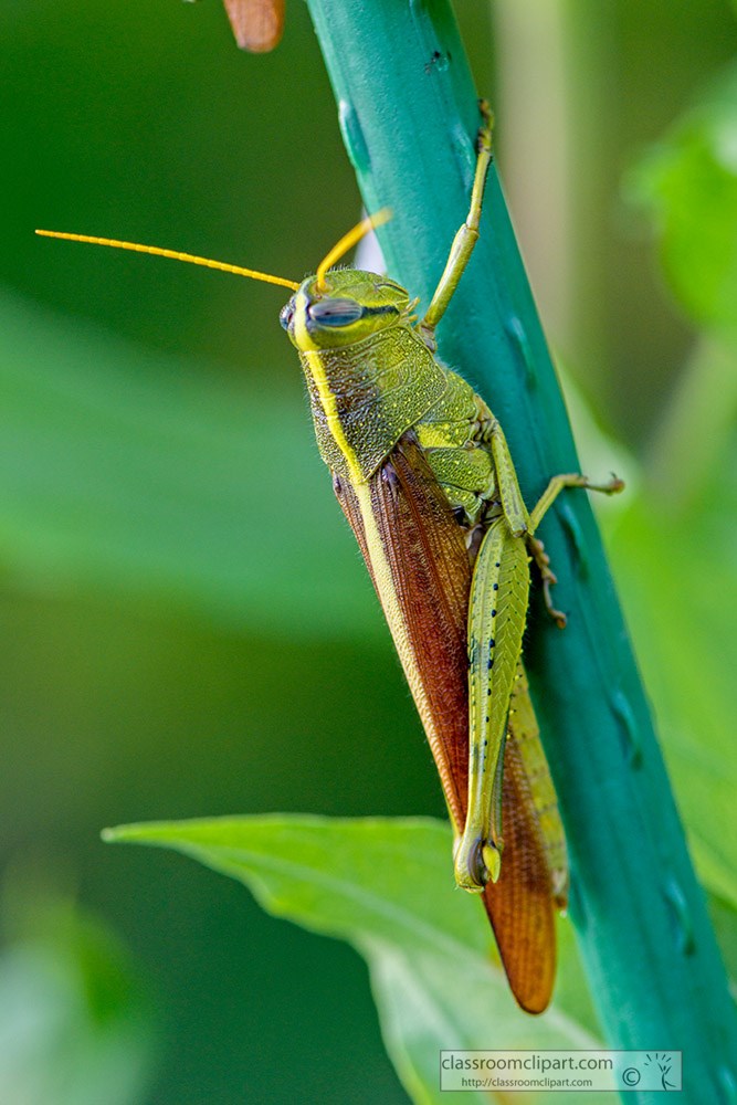 grasshopper-on-a-garden-stake.jpg