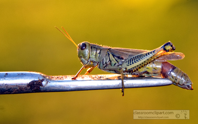 grasshopper-on-gardening-tool.jpg