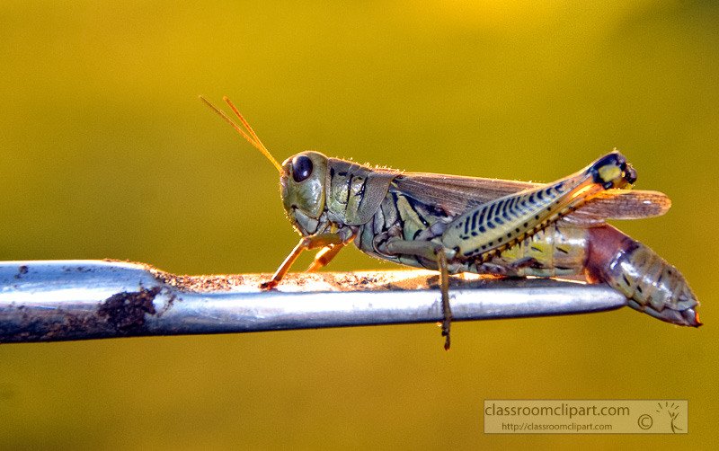 grasshopper-resting-on-gardening-tool_100801.jpg