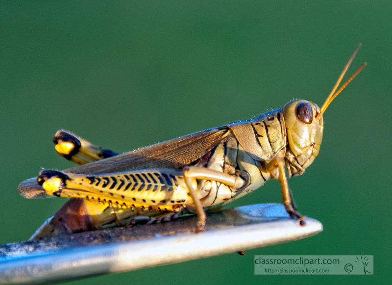 grasshopper-resting-on-gardening-tool_100802.jpg