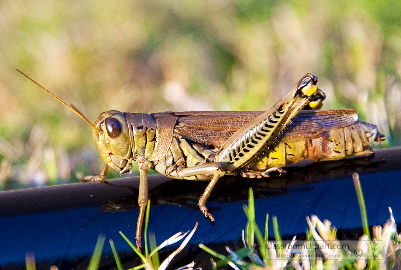 grasshopper-resting-on-gardening-tool_100805.jpg