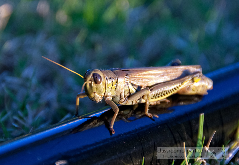 grasshopper-resting-on-gardening-tool_100806.jpg