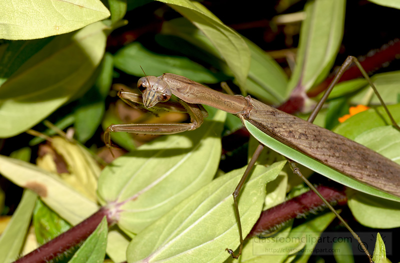 picture-praying-mantis-1493A.jpg