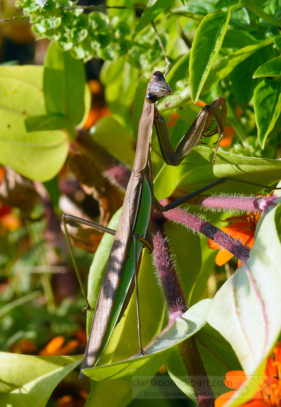 picture-praying-mantis-looking-for-food.jpg