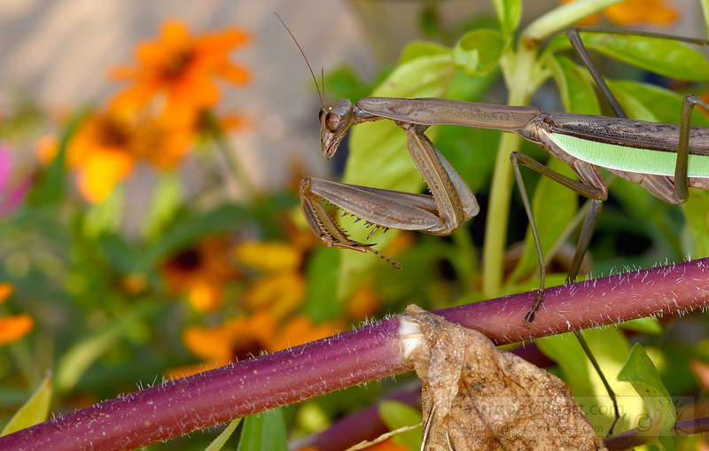 picture-praying-mantis-on-flower-stem.jpg