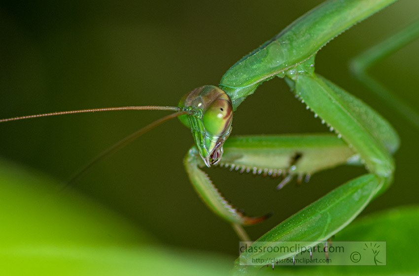 praying-mantis-closeup-of-mouth.jpg