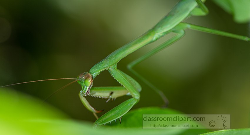 praying-mantis-moving-around-plant.jpg