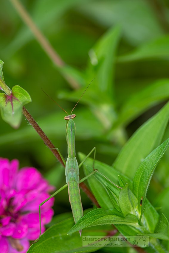 praying-mantis-relaxing-on-flower-leaf.jpg