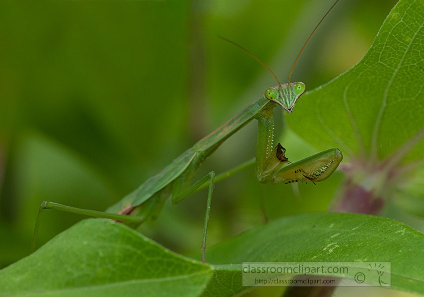 praying-mantis-with-one-leg.jpg