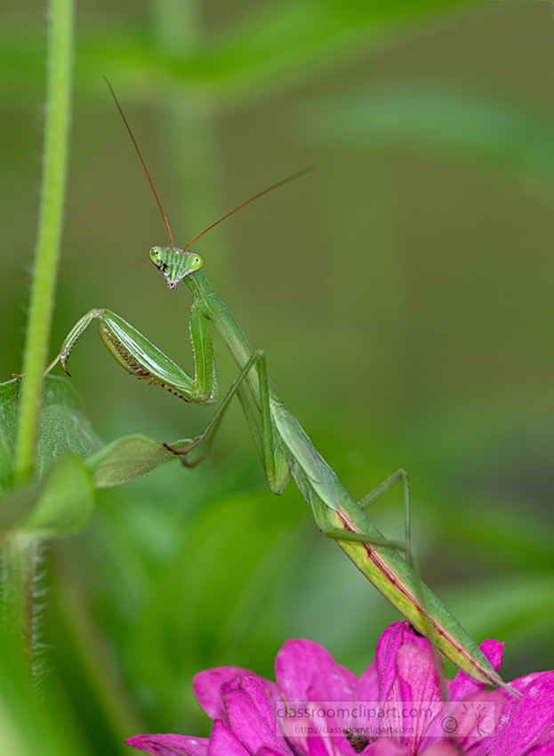 side-view-praying-mantis-climbing-on-plant.jpg