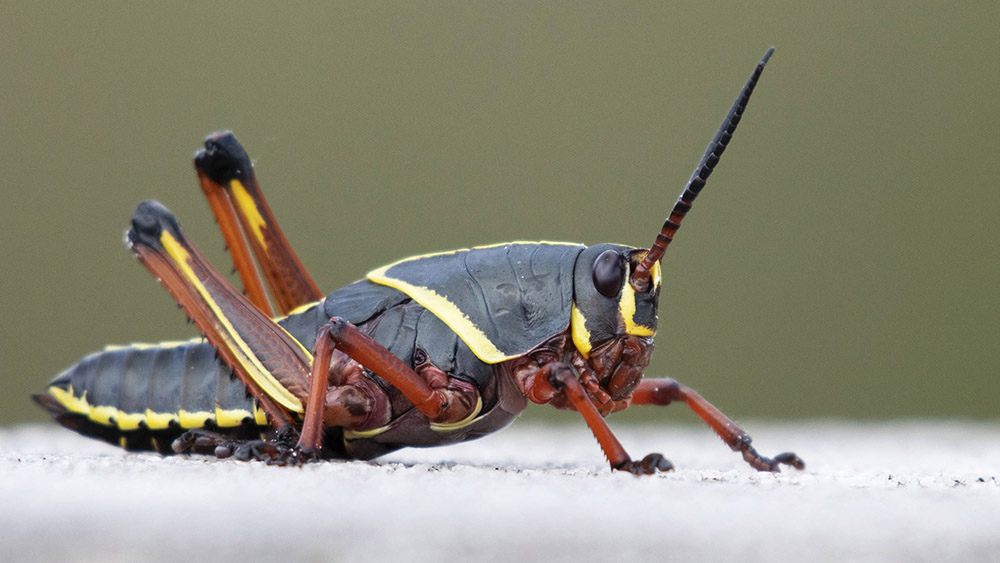 single-eastern-lubber-grasshopper.jpg