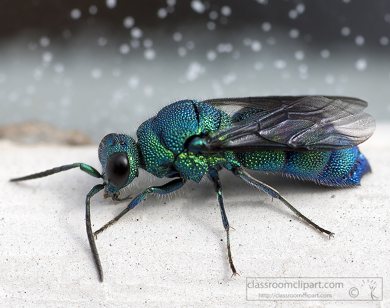 blue-green-fly-closeup-photo_2801.jpg
