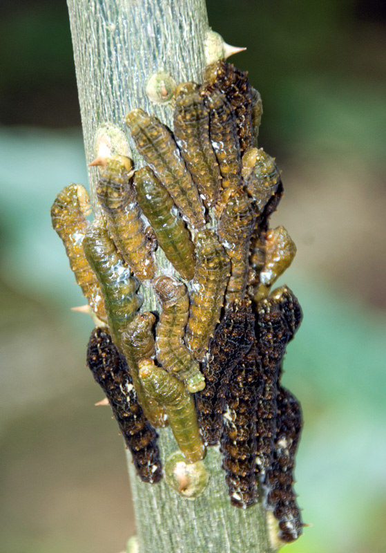 catterpillars-surround-tree-992.jpg